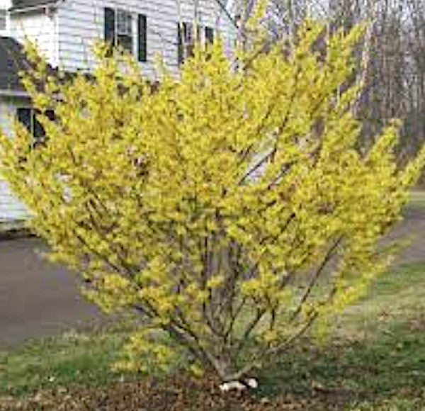 Hamamelis intermedia Arnold Promise vaso 24