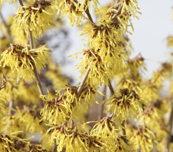 Hamamelis intermedia Arnold Promise vaso 24