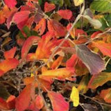 Hamamelis intermedia Diane vaso 24