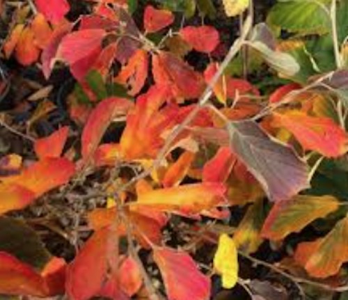 Hamamelis intermedia Diane vaso 24