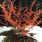 Hamamelis intermedia Diane vaso 24