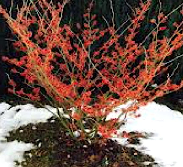 Hamamelis intermedia Diane vaso 24