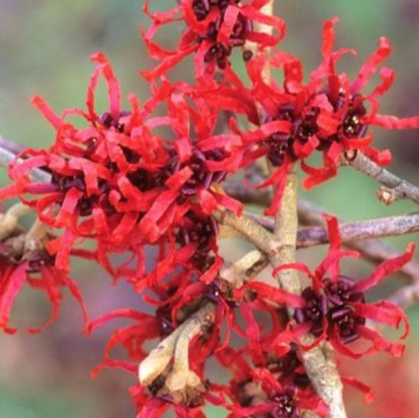 Hamamelis intermedia Diane vaso 24