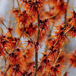 Hamamelis intermedia Jelena vaso 24
