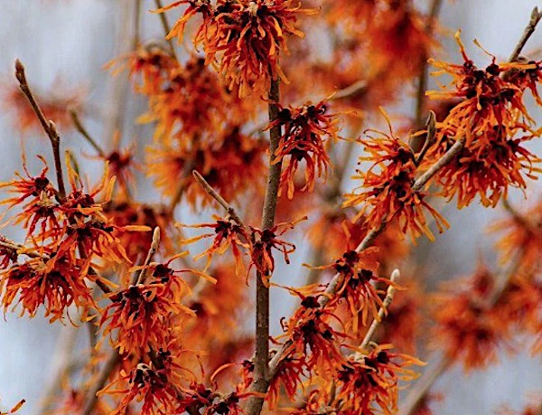 Hamamelis intermedia Jelena vaso 24