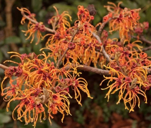 Hamamelis intermedia Jelena vaso 24
