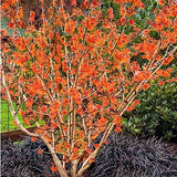 Hamamelis intermedia Jelena vaso 24