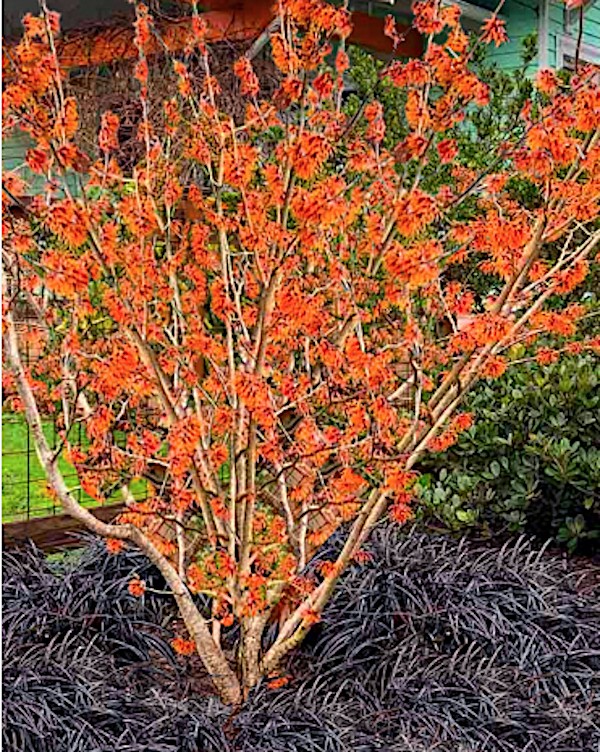 Hamamelis intermedia Jelena vaso 24
