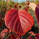 Hamamelis intermedia Jelena vaso 24