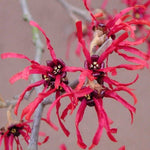 Hamamelis intermedia Ruby Glowe vaso 24