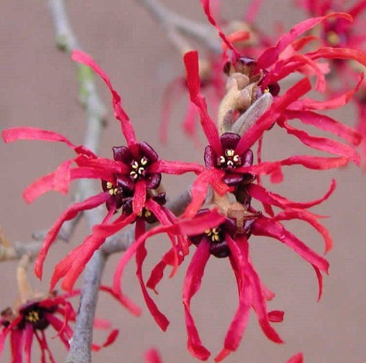 Hamamelis intermedia Ruby Glowe vaso 24