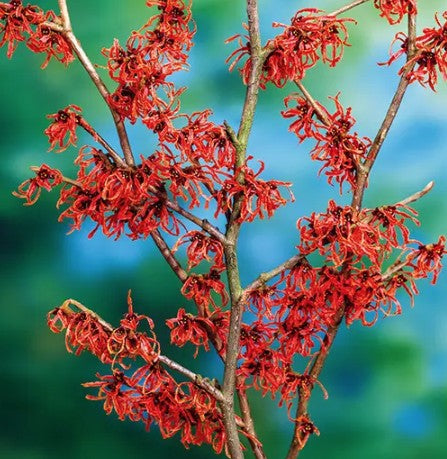 Hamamelis intermedia Ruby Glowe vaso 24