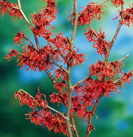 Hamamelis intermedia Ruby Glowe vaso 24