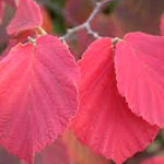Hamamelis intermedia Ruby Glowe vaso 24