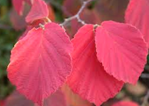 Hamamelis intermedia Ruby Glowe vaso 24