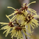 Hamamelis intermedia Westerstede vaso 24