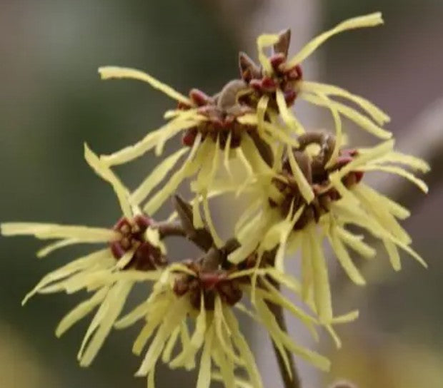 Hamamelis intermedia Westerstede vaso 24