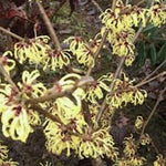 Hamamelis intermedia Westerstede vaso 24
