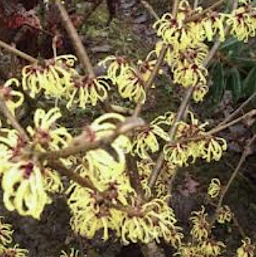 Hamamelis intermedia Westerstede vaso 24