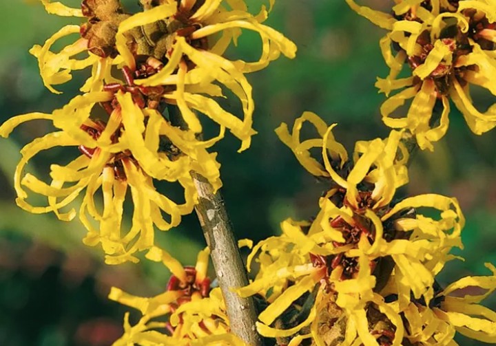 Hamamelis intermedia Yamina vaso 24