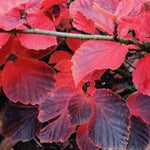 Hamamelis intermedia Yamina vaso 24