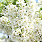 Malus Adirondack vaso 9x13