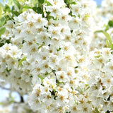 Malus Adirondack vaso 9x13