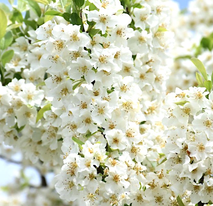 Malus Adirondack vaso 9x13