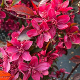 Malus Royalty v. 9x13
