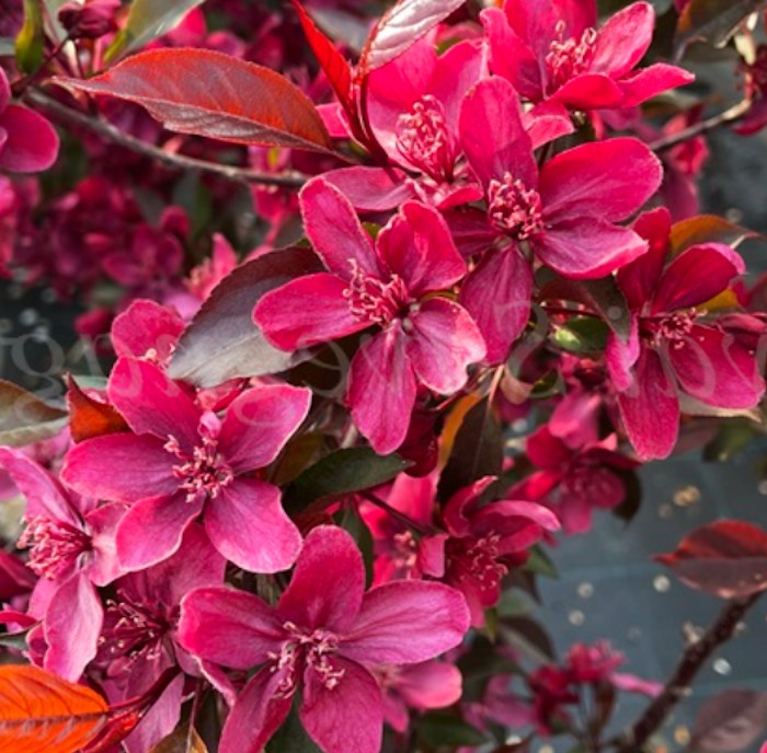 Malus Royalty v. 9x13