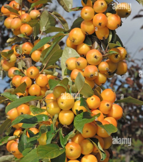 Malus Golden Hornet v. 9x13