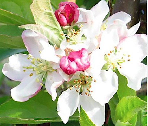 Malus Golden Hornet v. 9x13