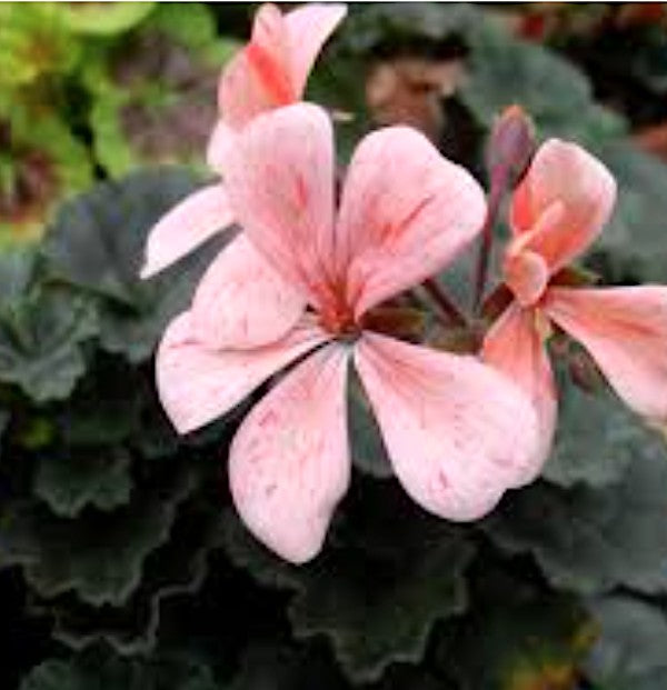 Pelargonium Frieda Hieber v.10 zonale miniatura