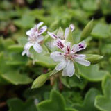 Pelargonium Golden Baby v.10 geranio edera miniatura
