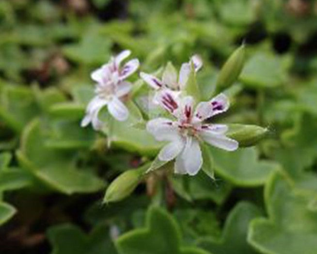 Pelargonium Golden Baby v.10 geranio edera miniatura