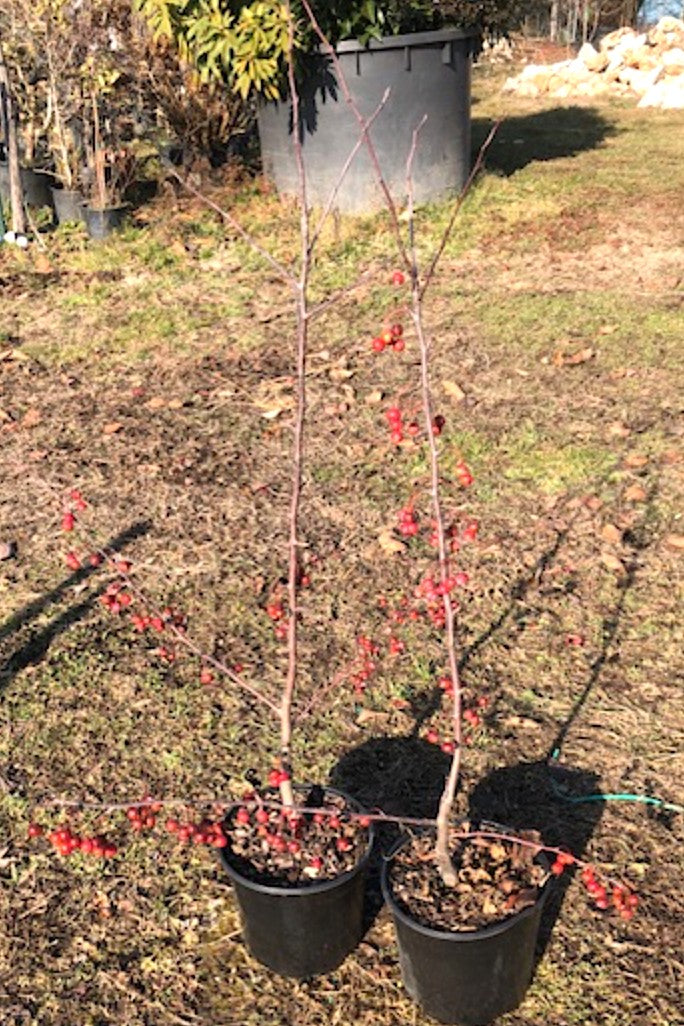 Malus Red Sentinel vaso 9