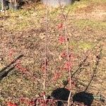 Malus Red Sentinel vaso 9