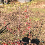 Malus Red Sentinel vaso 9