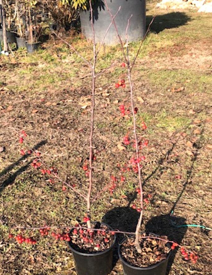 Malus Red Sentinel vaso 9