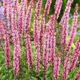 Salvia Nemorosa Caradonna Pink vaso 14