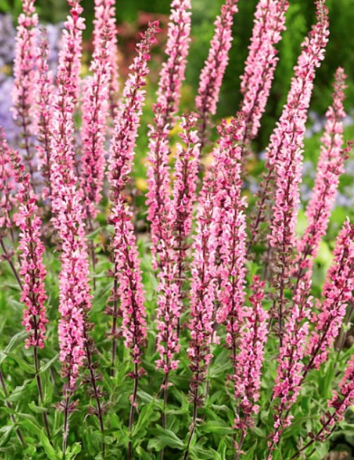 Salvia Nemorosa Caradonna Pink vaso 14