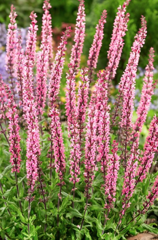 Salvia Nemorosa Caradonna Pink vaso 14