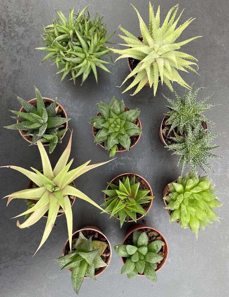 Haworthia da collezione (mix)