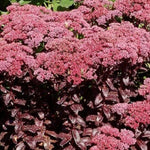 Sedum telephium Dark Magic v.9