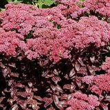 Sedum telephium Dark Magic v.9