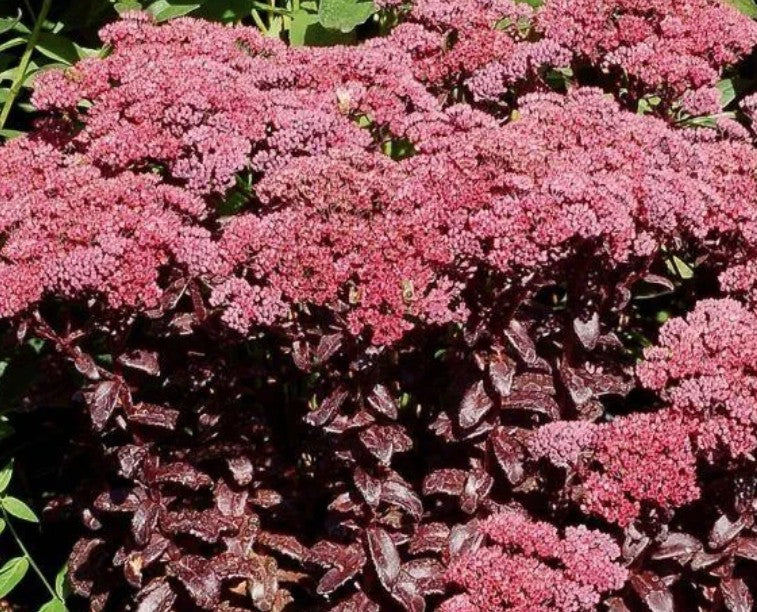 Sedum telephium Dark Magic v.9