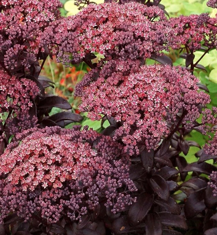 Sedum telephium Dark Magic v.9