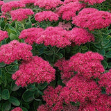 Sedum spectabile 'Brillant' v.9