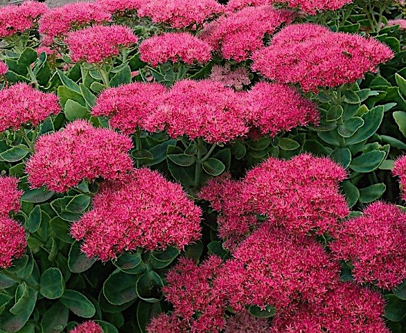 Sedum spectabile 'Brillant' v.9