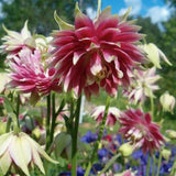 Aquilegia vulg. 'Rose Barlow' v. 9